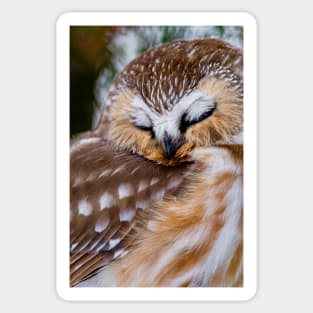 Northern Saw Whet Owl - Ottawa, Canada Sticker